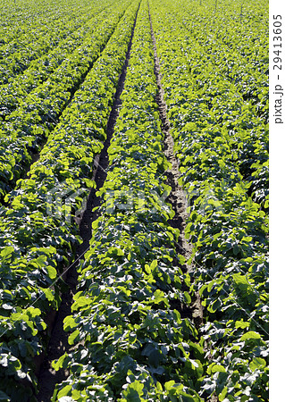 ダイコン 29413605