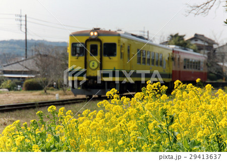 いすみ鉄道 菜の花と菜の花列車 上総中川 いすみ鉄道 菜の花と菜の花列車 上総中川 29413637