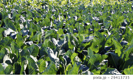 コマツナ 29413735