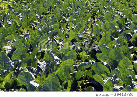 コマツナ 29413736