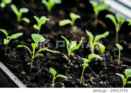 Close-up of aubergine seedlings Close-up of aubergine seedlings 29413750