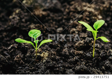 Young planting of eggplant in the closed ground 29413751