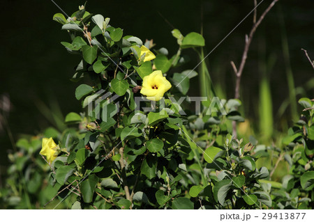 ハマボウ 29413877