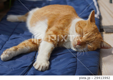 眠る茶猫 29413992