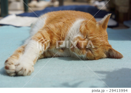 眠る茶猫 眠る茶猫 29413994