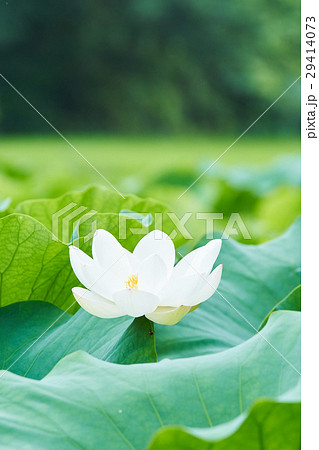 白い蓮の花 満開の写真素材