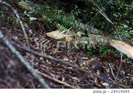 シイ チップ材 伐採 シイ チップ材 伐採 29414095