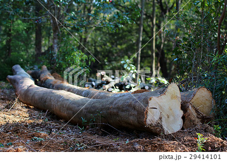 シイ　チップ材　伐採 29414101