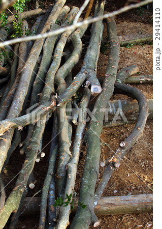 シイ　チップ材　伐採 29414110