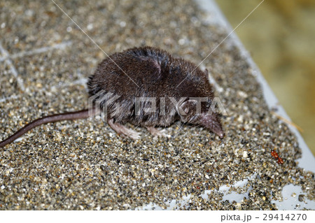 シコクトガリネズミ 29414270
