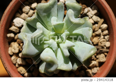 エケベリア／トップスレンダー 29414318