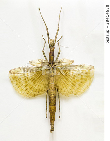 Examples locusts in Laboratory 29414658