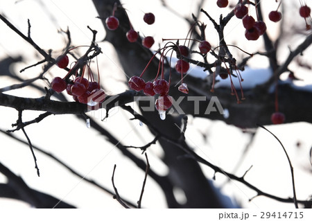 雪と凍ったエゾノコリンゴ 29414715