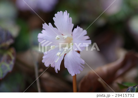 イワウチワ 29415732