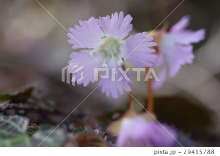 イワウチワ イワウチワ 29415788