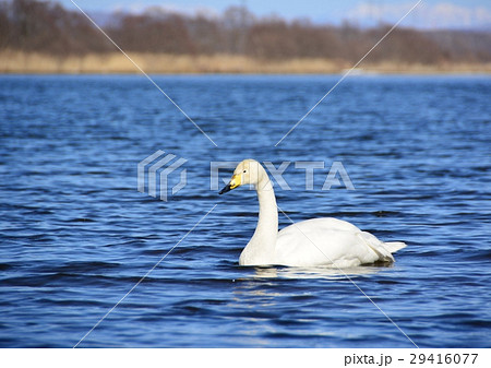 ウトナイ湖の白鳥の写真素材