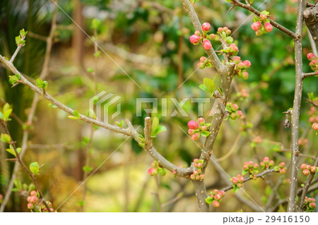春の始まり・ボケの蕾と新芽４ 29416150