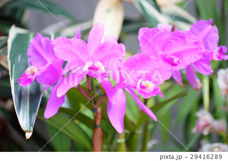 カトレアの花 カトレアの花 29416289