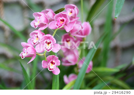 シンビジュームの花 シンビジュームの花 29416290