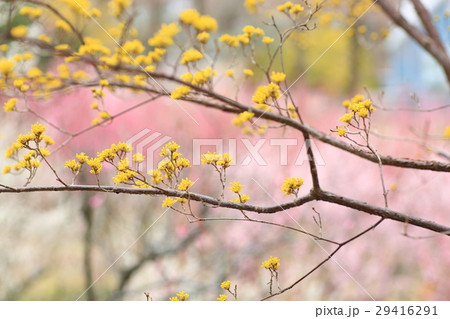 サンシュユの花 29416291