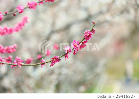 ウメの花 29416527