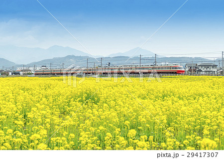 菜の花畑　小田急線　特急ロマンスカー　7000形　LSE　 29417307
