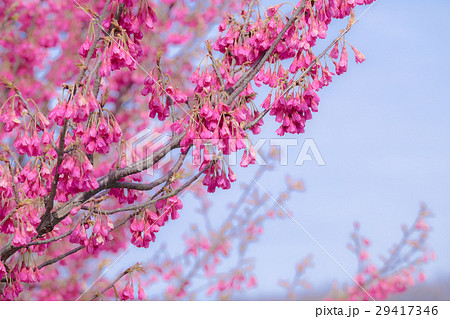 カンヒザクラ 29417346