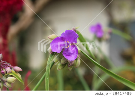 紫露草 29417489