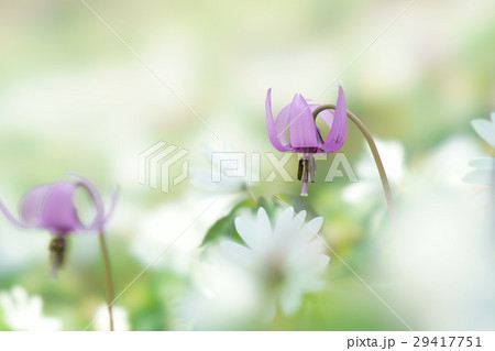 片栗&東一華 片栗&東一華 29417751