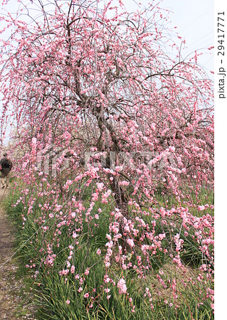 和泉中央リサイクル環境公園しだれ梅 29417771