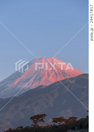 赤富士山 千本松原 赤富士山 千本松原 29417817