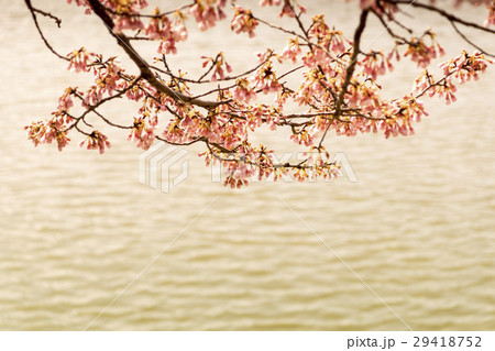 寒桜 立岡自然公園 寒桜 立岡自然公園 29418752