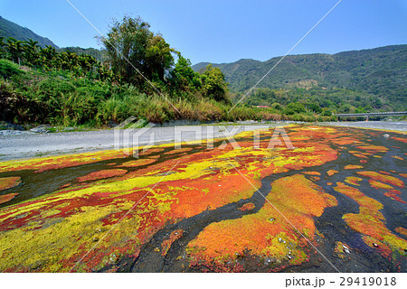 浮き草 アオウキクサ 黄色 29419018