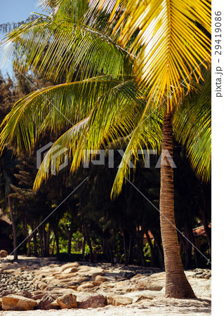 beach resort with palms tropical beach resort with palms tropical 29419086