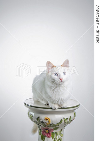Cat staring on white 29419367