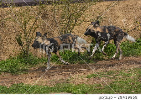 リカオン リカオン 29419869