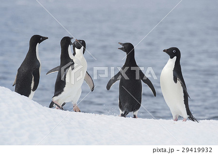 Adelie Penguin jump 29419932
