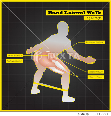 Antagonistic muscle exercises and Workouts 29419994