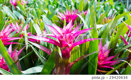 Bromeliad flowers garden, Pink flowers blackground 29420636