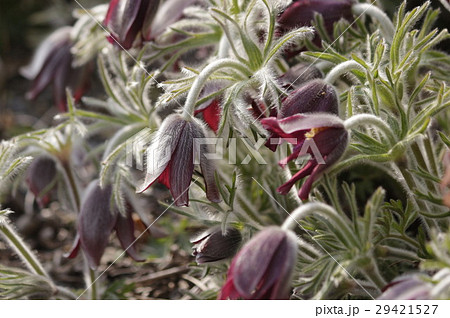 オキナグサ オキナグサ 29421527