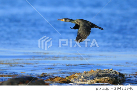 ウミウ飛翔 29421946