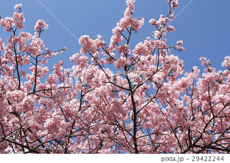 早春の河津桜 29422244