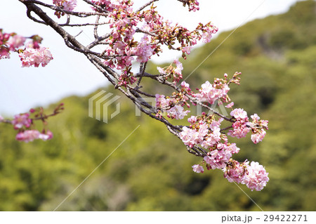 早春の河津桜 29422271