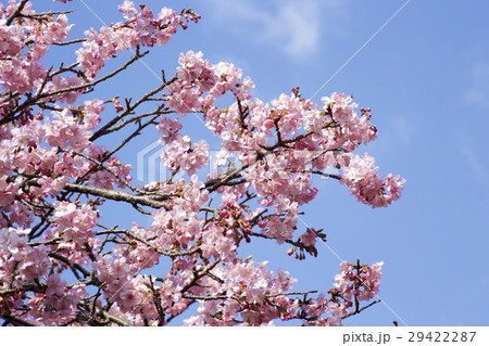 早春の河津桜 29422287