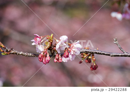 早春の河津桜 29422288