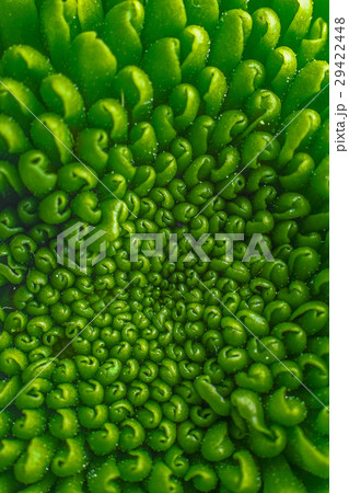Green pattern fower 29422448