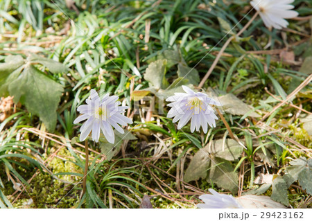 ユキワリイチゲ 29423162