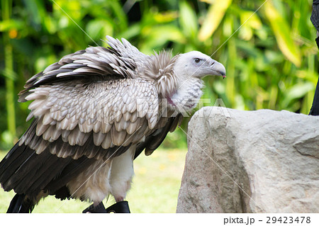 シロエリハゲワシの写真素材 [29423478] - PIXTA