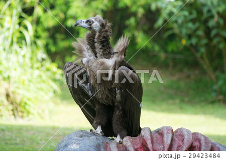 ハゲタカ 29423484