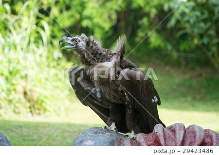 ハゲタカ 29423486